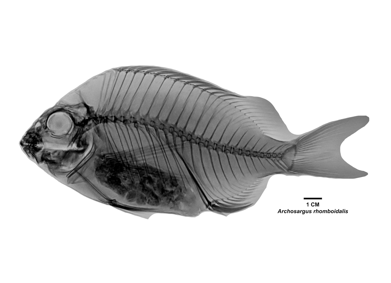 Radiografía especie